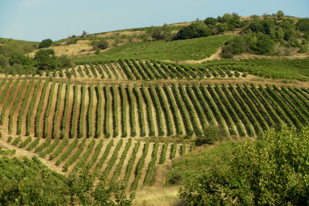 Nemea Wine Trail